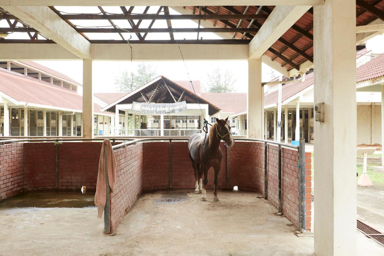 Terengganu Equestrian Resort Kuala Terengganu Ngoại thất bức ảnh